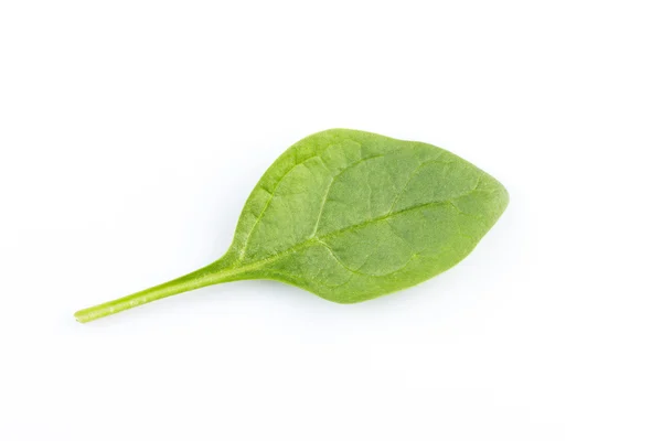 Espinacas verdes sobre fondo blanco — Foto de Stock