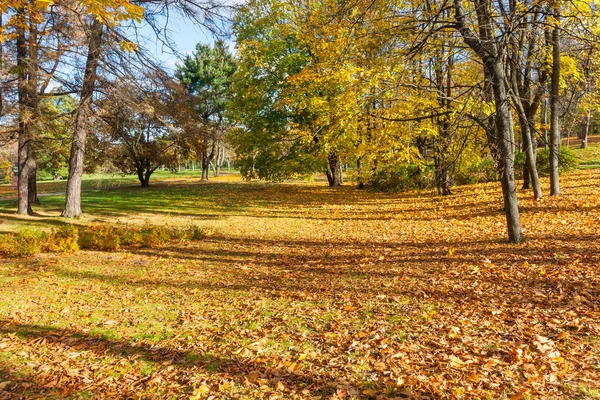 Beautiful Colorful Autumn Leaves — Stock Photo, Image