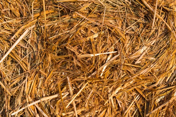 Piled hay bales — Stock Photo, Image