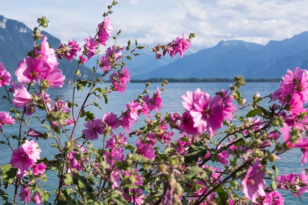 Květiny proti hory a jezera — Stock fotografie