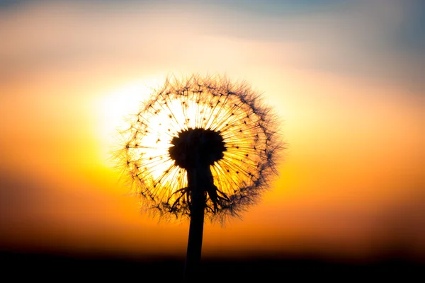 Löwenzahn Blume mit Sonnenuntergang — Stockfoto