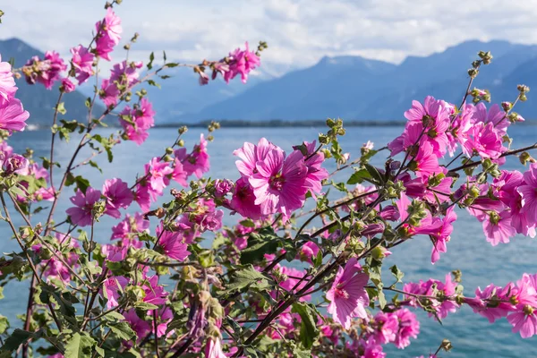 山とジュネーブ湖の花 — ストック写真