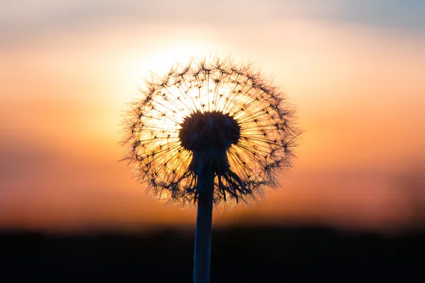 Maskros blomma med solnedgång — Stockfoto