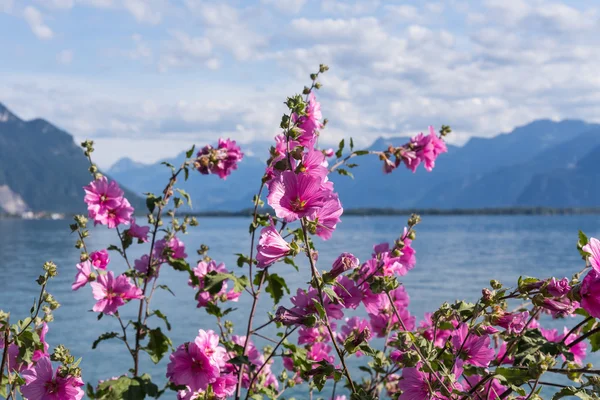 Flores contra montañas y lago Ginebra — Foto de Stock