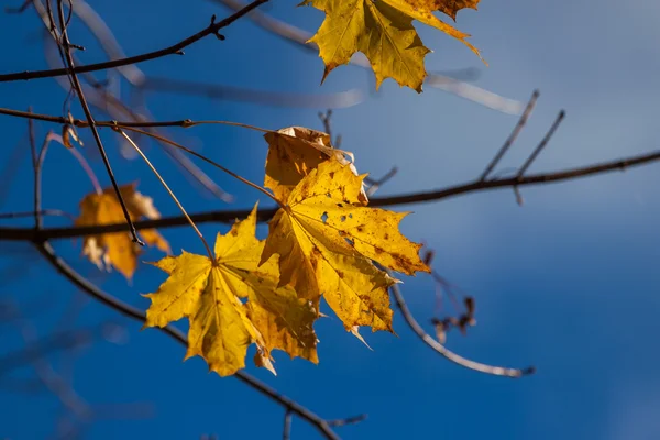 Herbst einzelnes gelbes Ahornblatt — Stockfoto