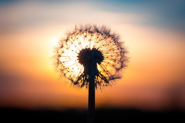 Maskros blomma med solnedgång — Stockfoto