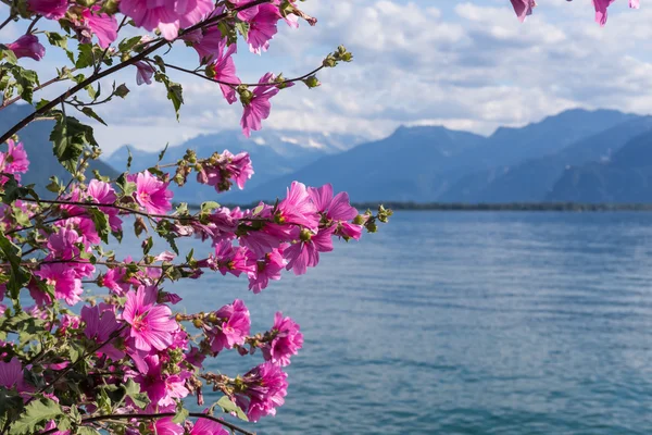 针对山和日内瓦湖的花朵 — 图库照片