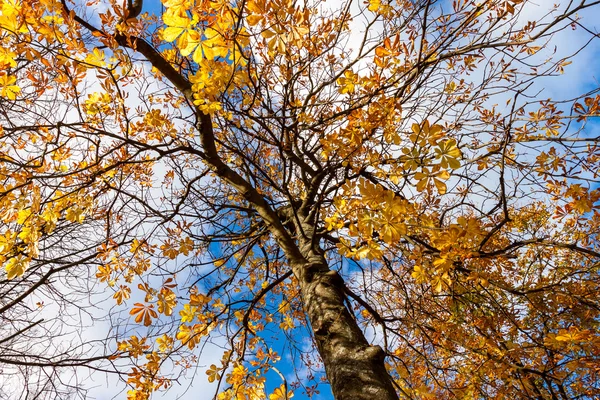 Træ med gul efterår orlov - Stock-foto