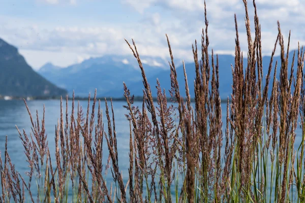 Вид на горы и Женевское озеро — стоковое фото