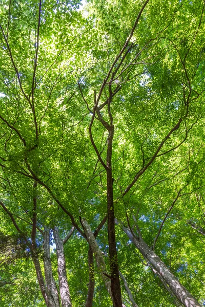 Waldbäume — Stockfoto