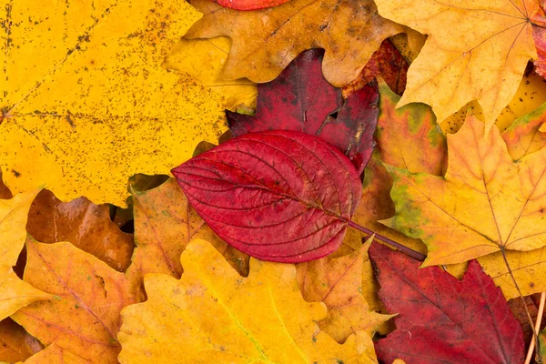 Hojas de otoño fondo —  Fotos de Stock