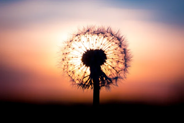 Dandelion flower with sunset — Stock Photo, Image