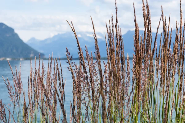 Blick auf Berge und Genfersee — Stockfoto