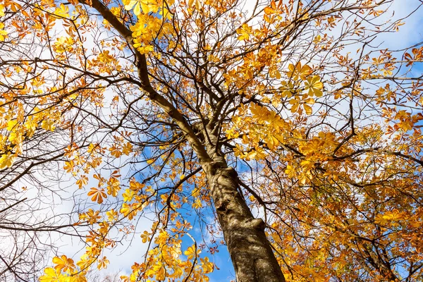 Tree with yellow autumn leave — Stock Photo, Image