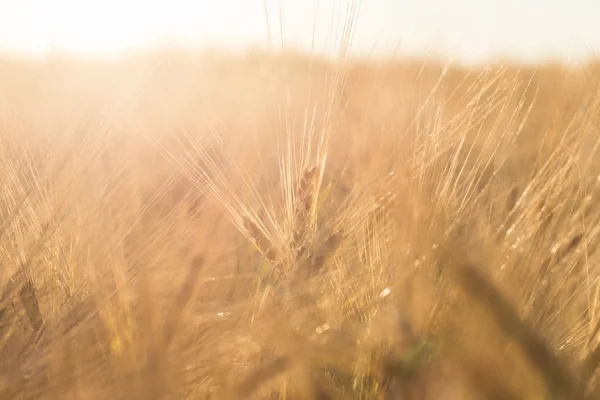 Wheat field — Stock Photo, Image