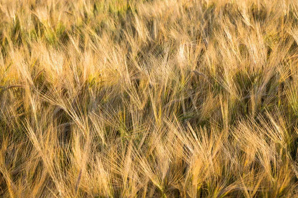 Campo de trigo — Fotografia de Stock