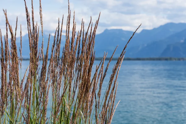 查看关于山区和日内瓦湖 — 图库照片