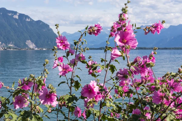 Flores contra montañas y lago Ginebra — Foto de Stock