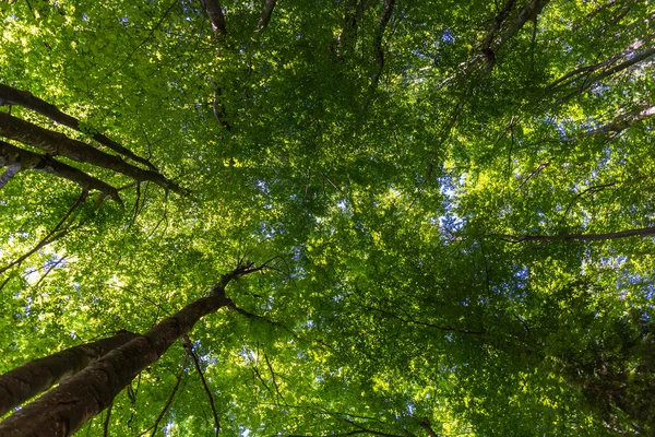 Árboles forestales — Foto de Stock