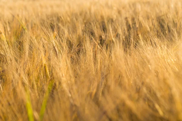 Campo di grano — Foto Stock