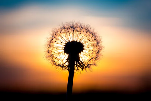 Flor de diente de león con puesta de sol — Foto de Stock