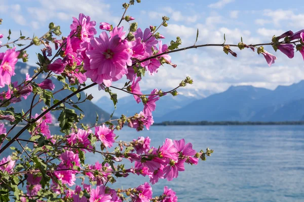 Flores contra montañas y lago Ginebra — Foto de Stock