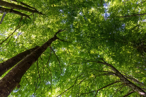 Waldbäume — Stockfoto