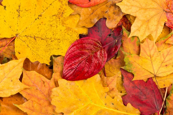 Herbst hinterlässt Hintergrund — Stockfoto