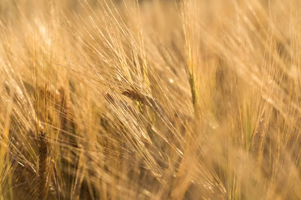 Campo de trigo — Foto de Stock