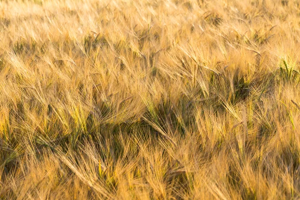 Campo de trigo — Fotografia de Stock