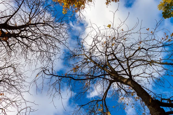 Träd med gula höst lämna — Stockfoto