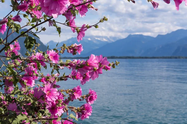 针对山和日内瓦湖的花朵 — 图库照片