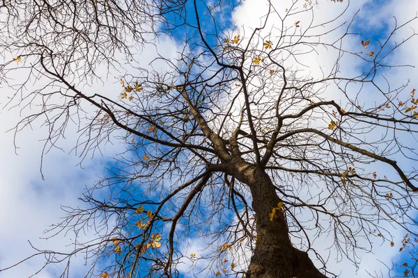 Arbre avec congé d'automne jaune — Photo