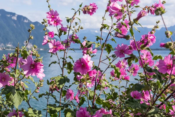 Blumen gegen Berge und Genfer See — Stockfoto