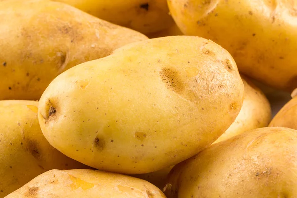 Neue Kartoffel isoliert — Stockfoto