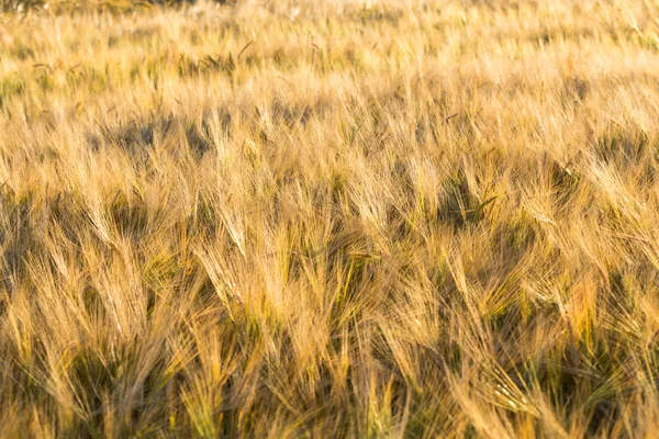 コムギ畑 — ストック写真