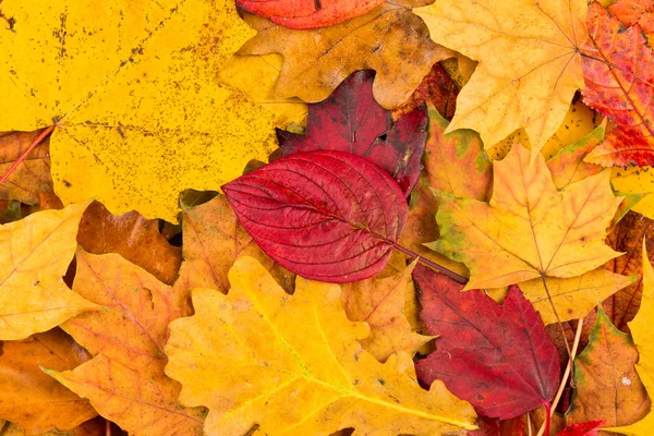 Hojas de otoño fondo —  Fotos de Stock