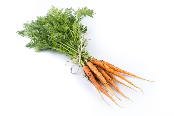 Freshly picked carrots — Stock Photo, Image