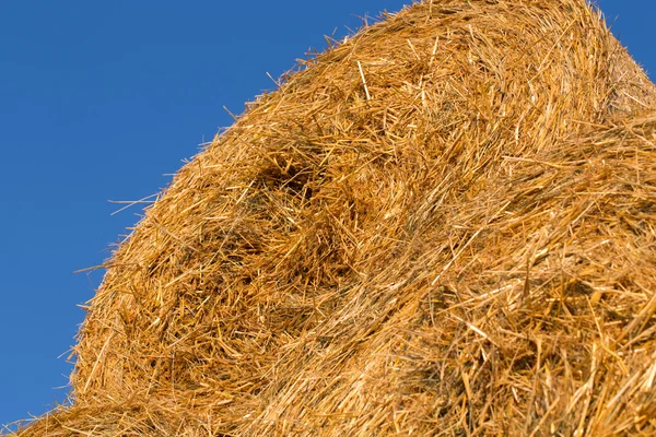 Piled hay bales on a field against blue sky — Stock Photo, Image