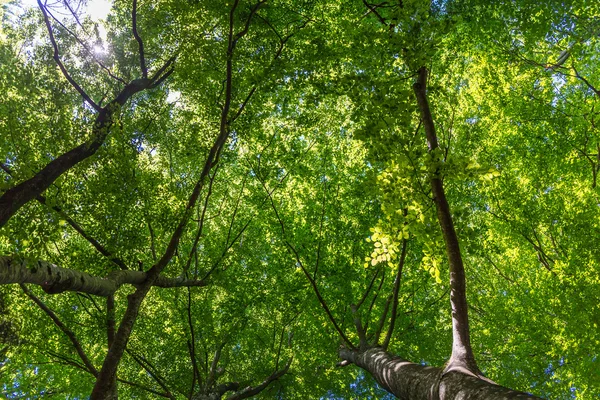 Árboles forestales — Foto de Stock