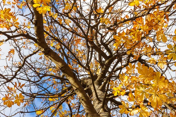 Árbol con licencia amarilla de otoño — Foto de Stock