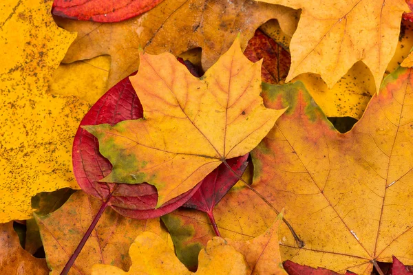 Hojas de otoño fondo — Foto de Stock