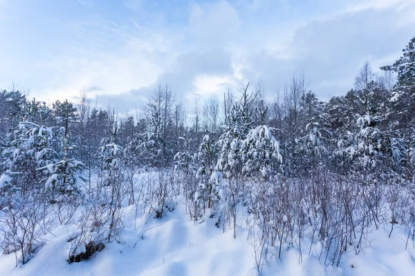 Bosque cubierto por nieve en paisaje de invierno — Foto de Stock