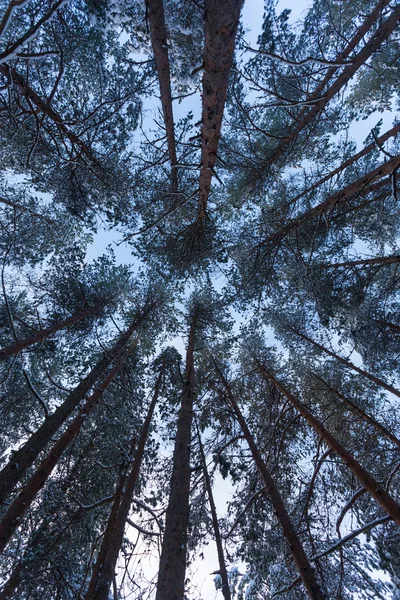 Bosque cubierto por nieve en paisaje de invierno — Foto de Stock