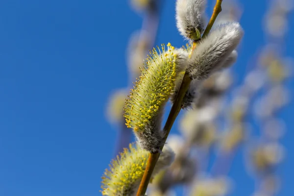 ふわふわ柔らかい柳芽 — ストック写真