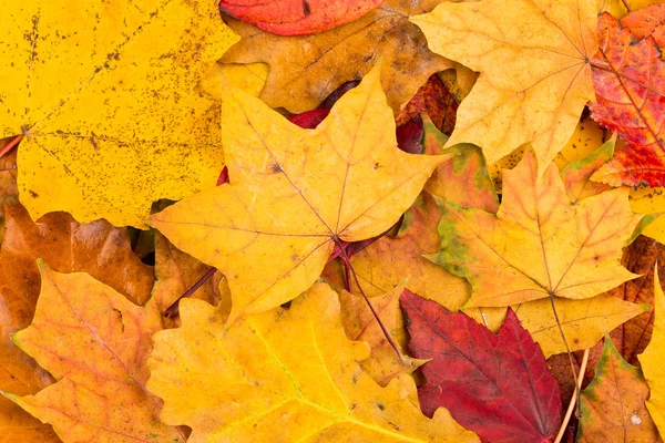 秋の葉の背景 — ストック写真