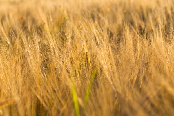 Tarweveld — Stockfoto