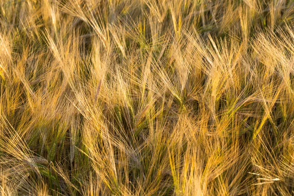 Weizenfeld — Stockfoto