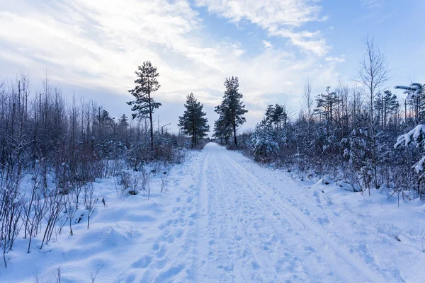 Bosque cubierto por nieve en paisaje de invierno — Foto de Stock