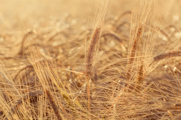 Öronen av gula vete fält — Stockfoto